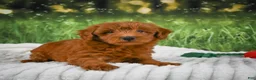 Mini Goldendoodle dogs for sale: Rusty - Ad 8