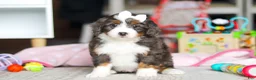 Mini Bernedoodle dogs for sale: Cocoa - Ad 1