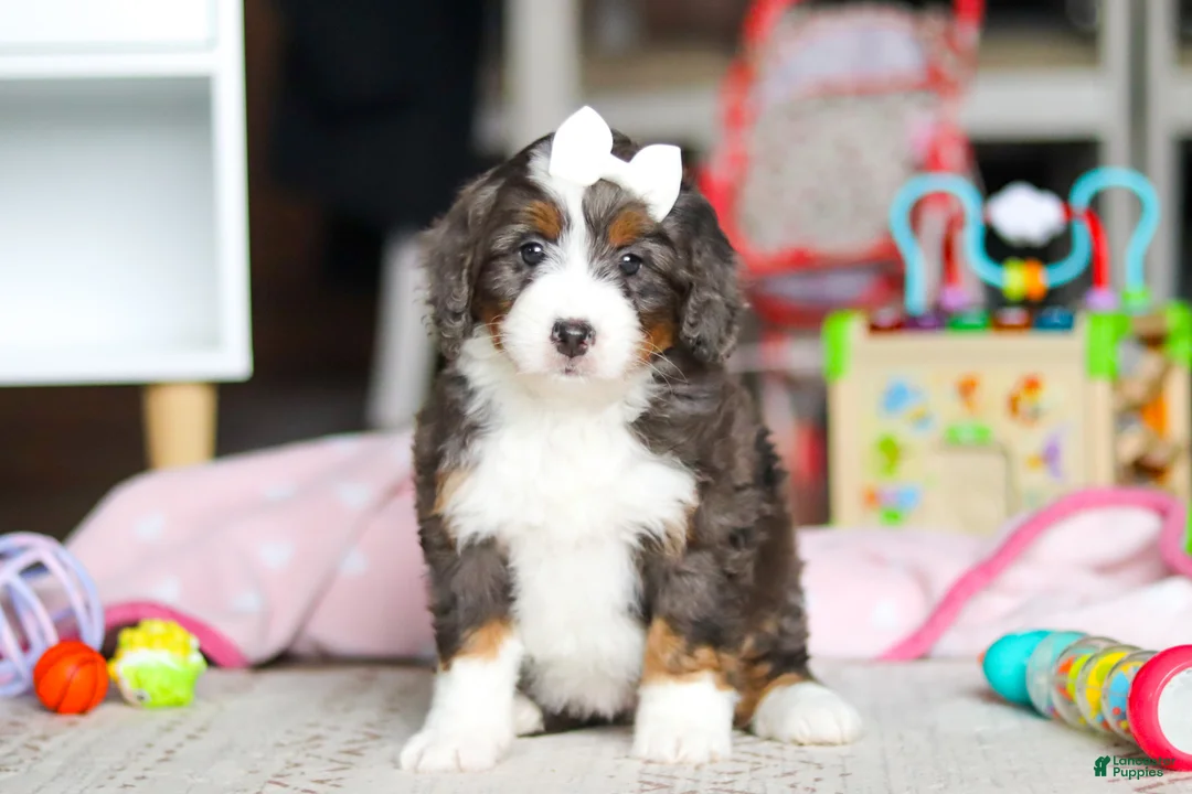 Mini Bernedoodle dogs for sale: Cocoa - Ad 1