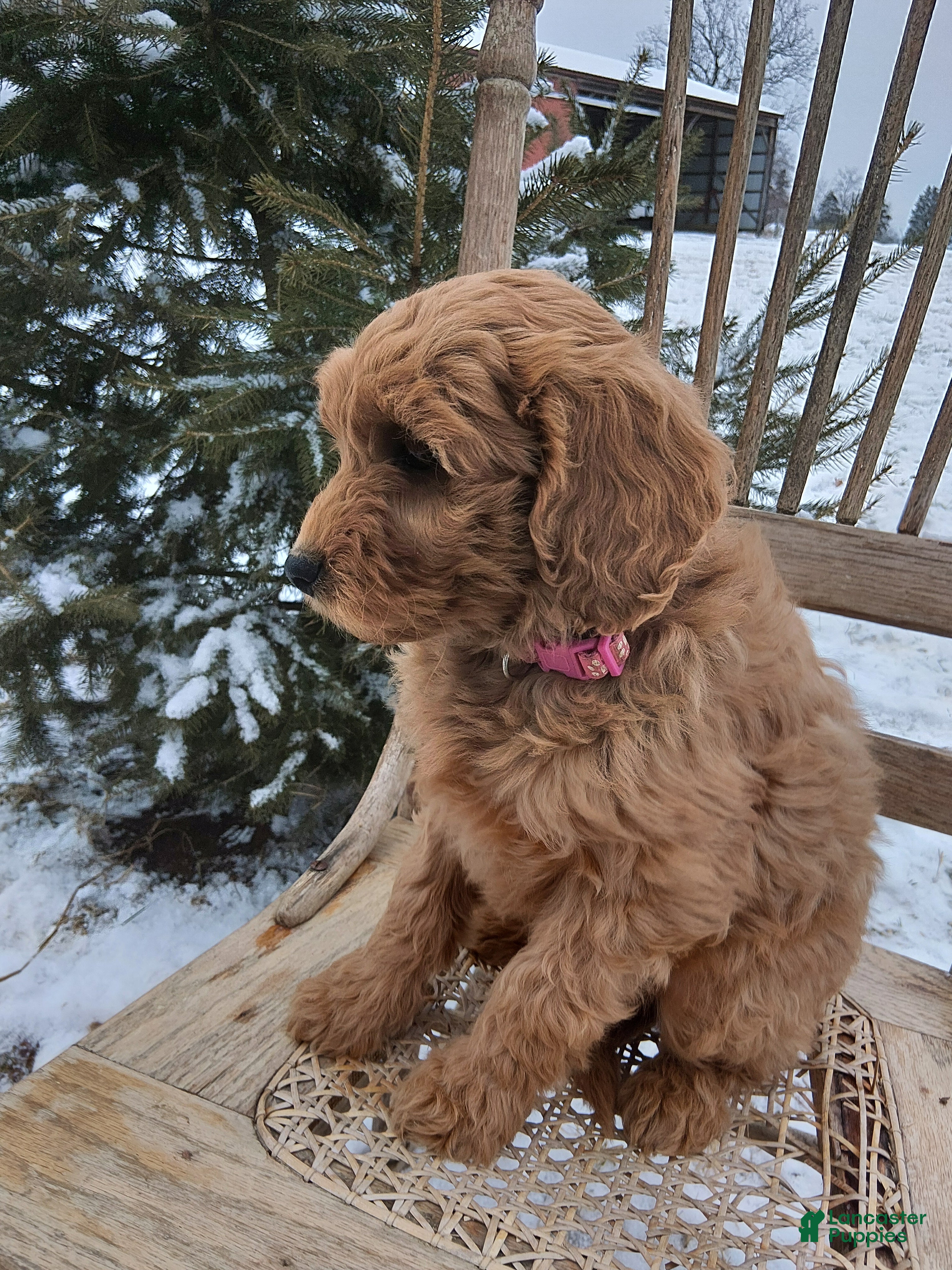 Irish Doodle dogs F1B Iris - Ad 8