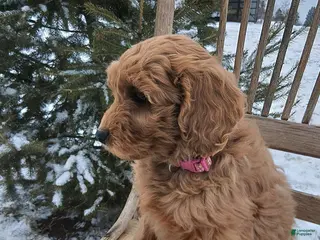 Irish Doodle dogs F1B Iris - Ad 7