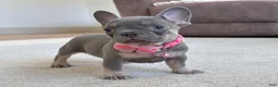 French Bulldog dogs for sale: Tasha Video Ad - Ad 4