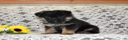 German Shepherd dogs for sale: Zeus  - Ad 3