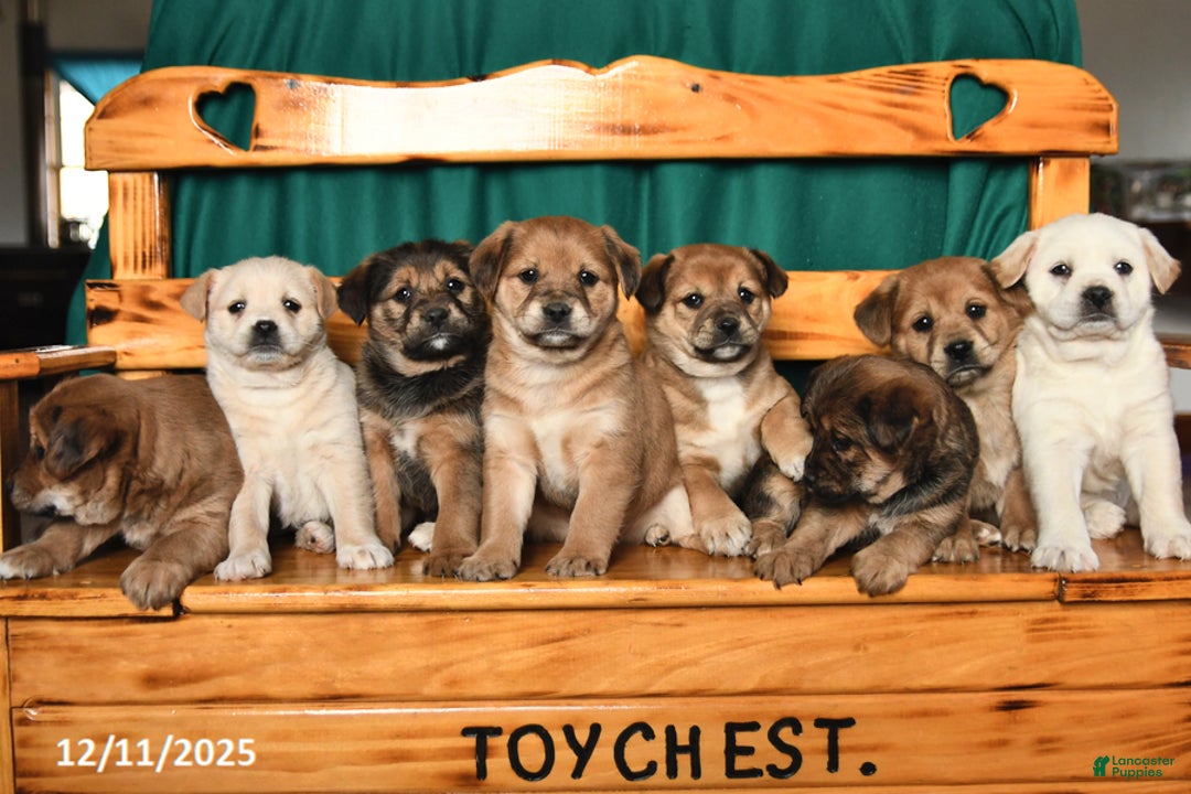 Mixed Breed dogs for sale: Twinkle - Ad 3