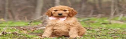 Goldendoodle dogs for sale: Noelle - Ad 4