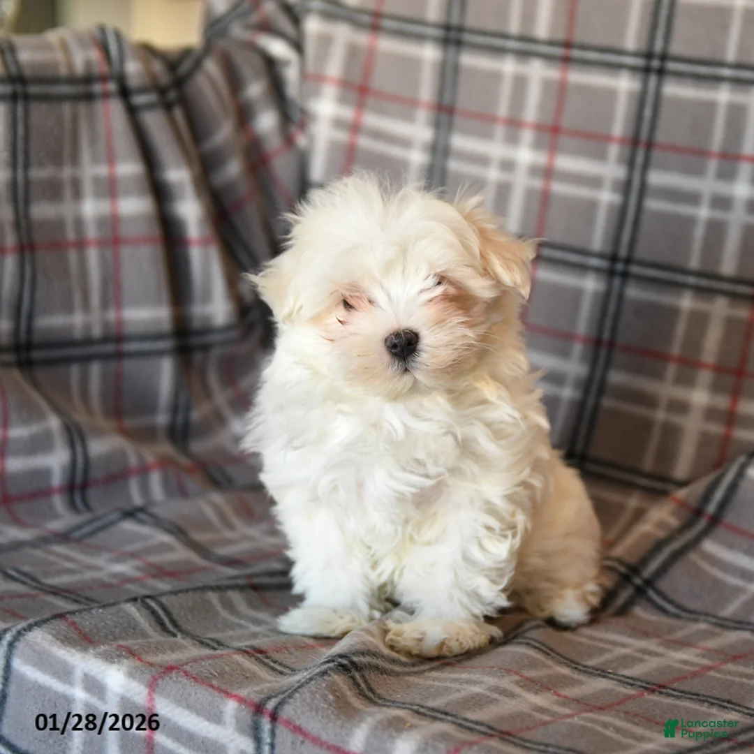 Maltese dogs for sale: Sasha - Ad 2