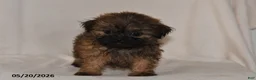 Teddy Bear dogs for sale: Tulip - Ad 3