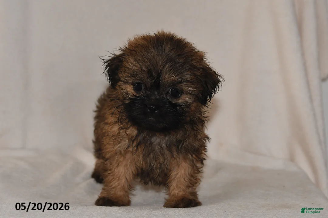 Teddy Bear dogs for sale: Tulip - Ad 3