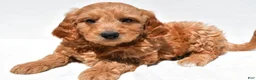 Mini Goldendoodle dogs for sale: Ellie - Ad 9
