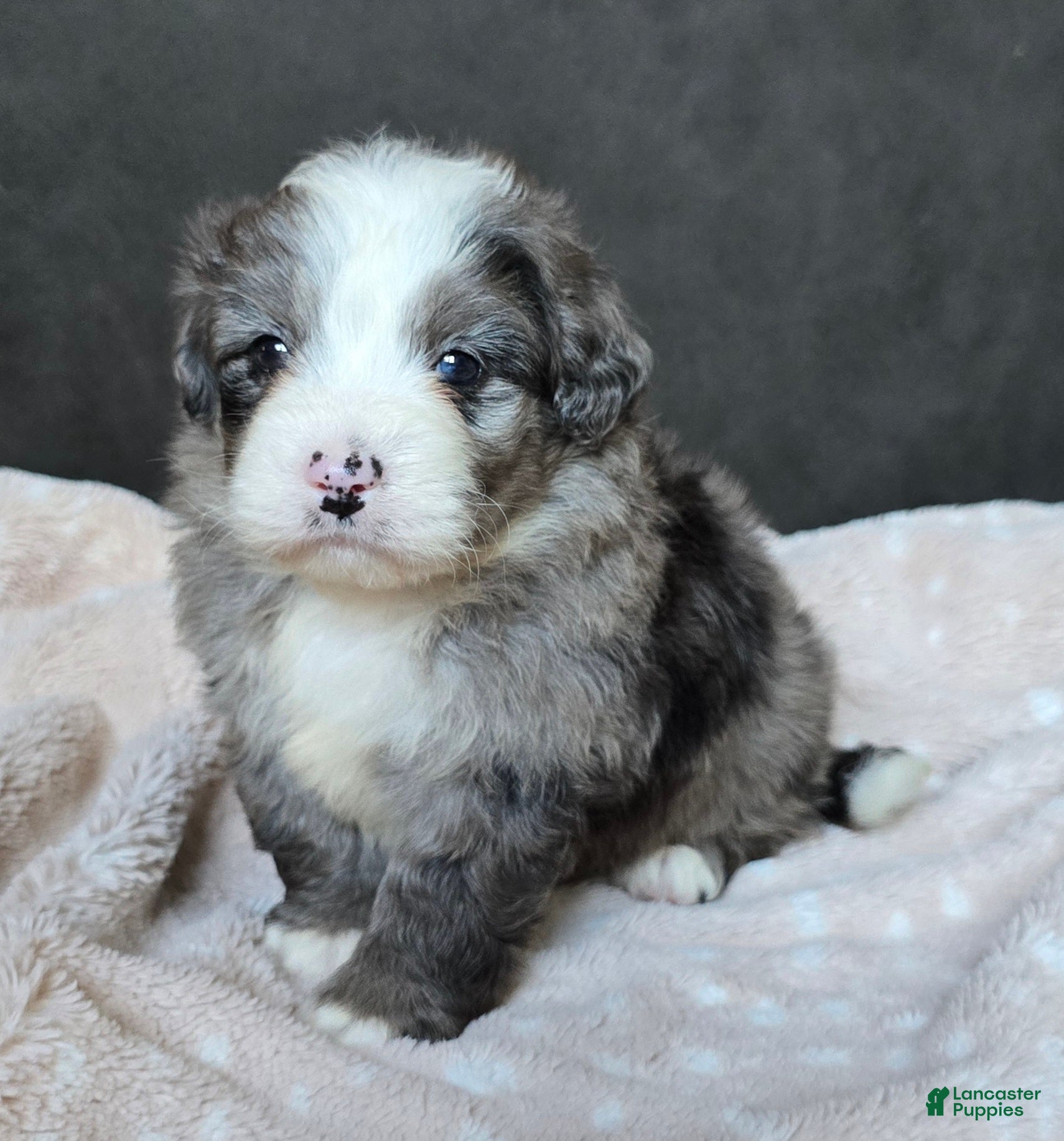 Mini Bernedoodle dogs Mini Wyatt  - Ad 1