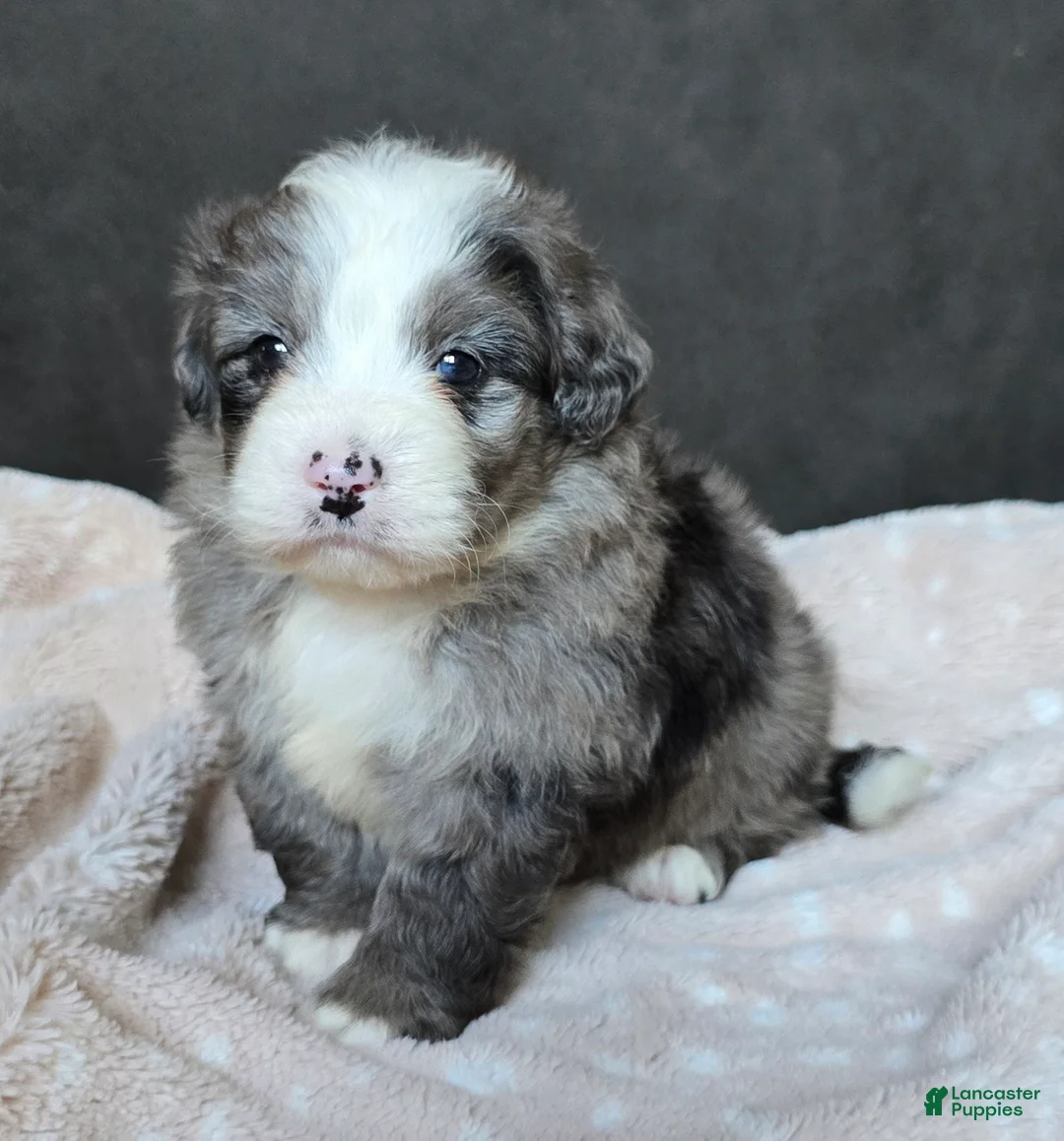 Mini Bernedoodle dogs for sale: Mini Wyatt  - Ad 1