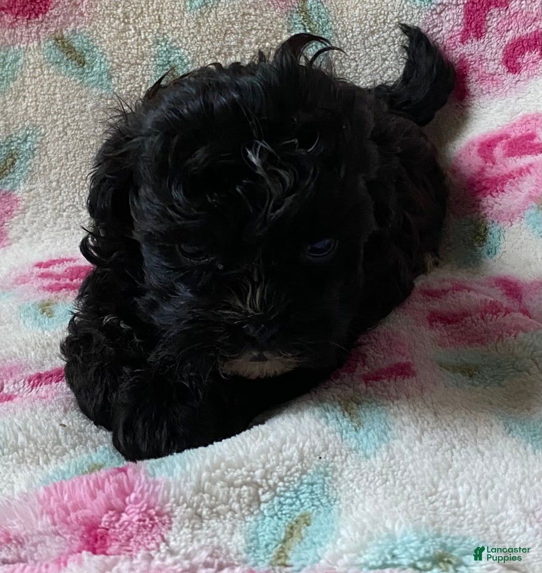 Shihpoo dogs for sale: Cookie  - Ad 3