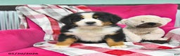 Bernese Mountain Dog dogs for sale: Jade - Ad 2
