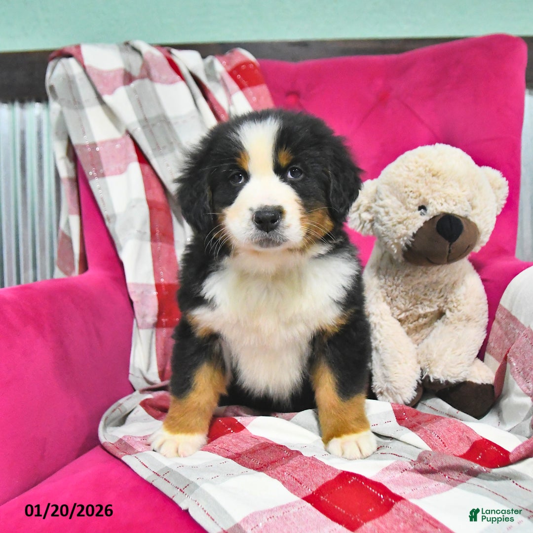 Bernese Mountain Dog dogs for sale: Jade - Ad 2