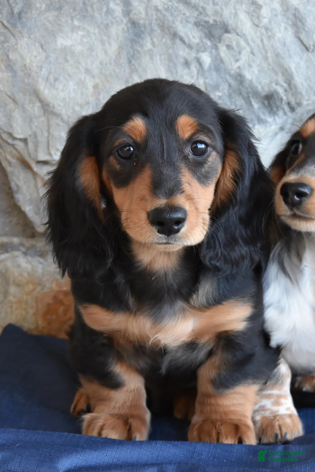 Miniature Dachshund dogs for sale: Abel - Ad 3