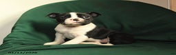 Boston Terrier dogs for sale: Floyd - Ad 1