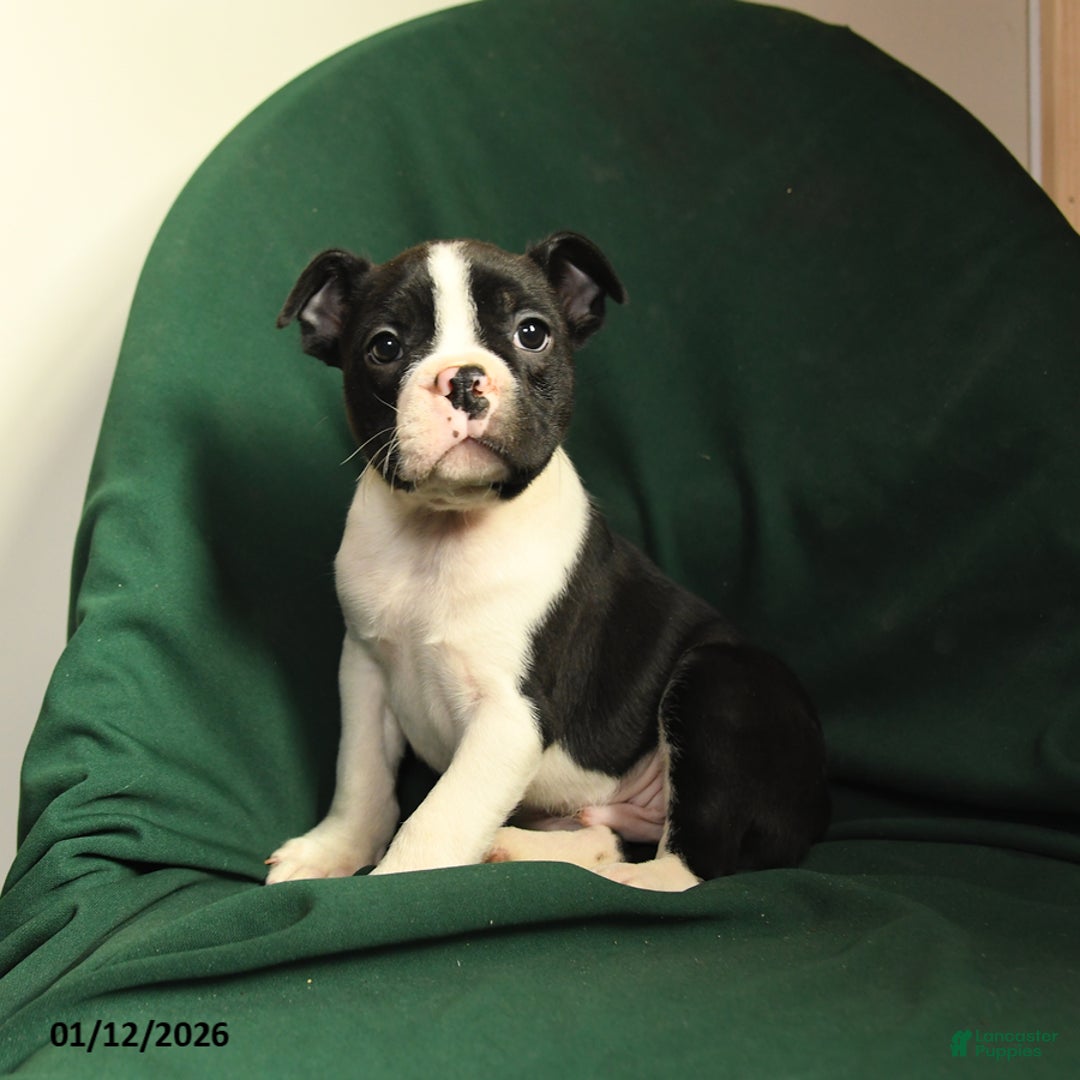 Boston Terrier dogs for sale: Floyd - Ad 1