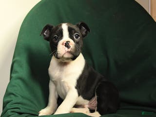 Boston Terrier dogs Floyd - Ad 34