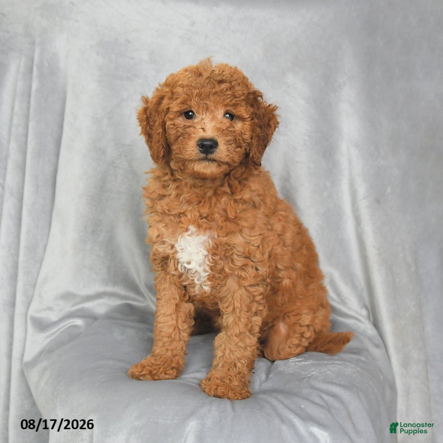 Mini Goldendoodle dogs Penny - Ad 1