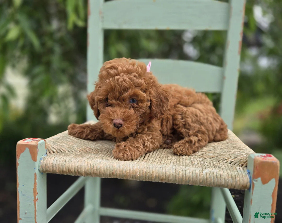 Miniature Poodle dogs for sale: Bliss - Ad 6