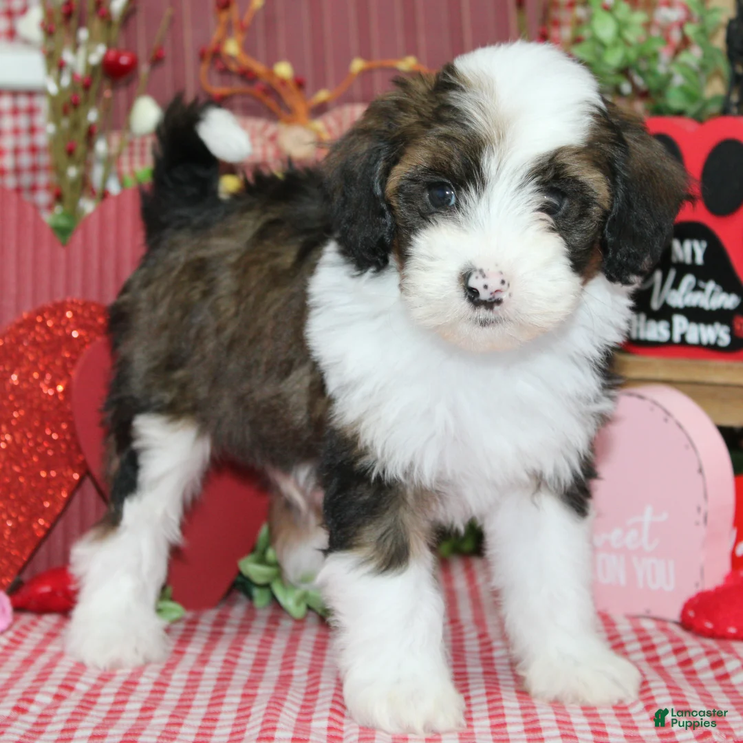 Mixed Breed dogs for sale: Denver - Ad 1