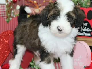 Mixed Breed dogs Denver - Ad 32