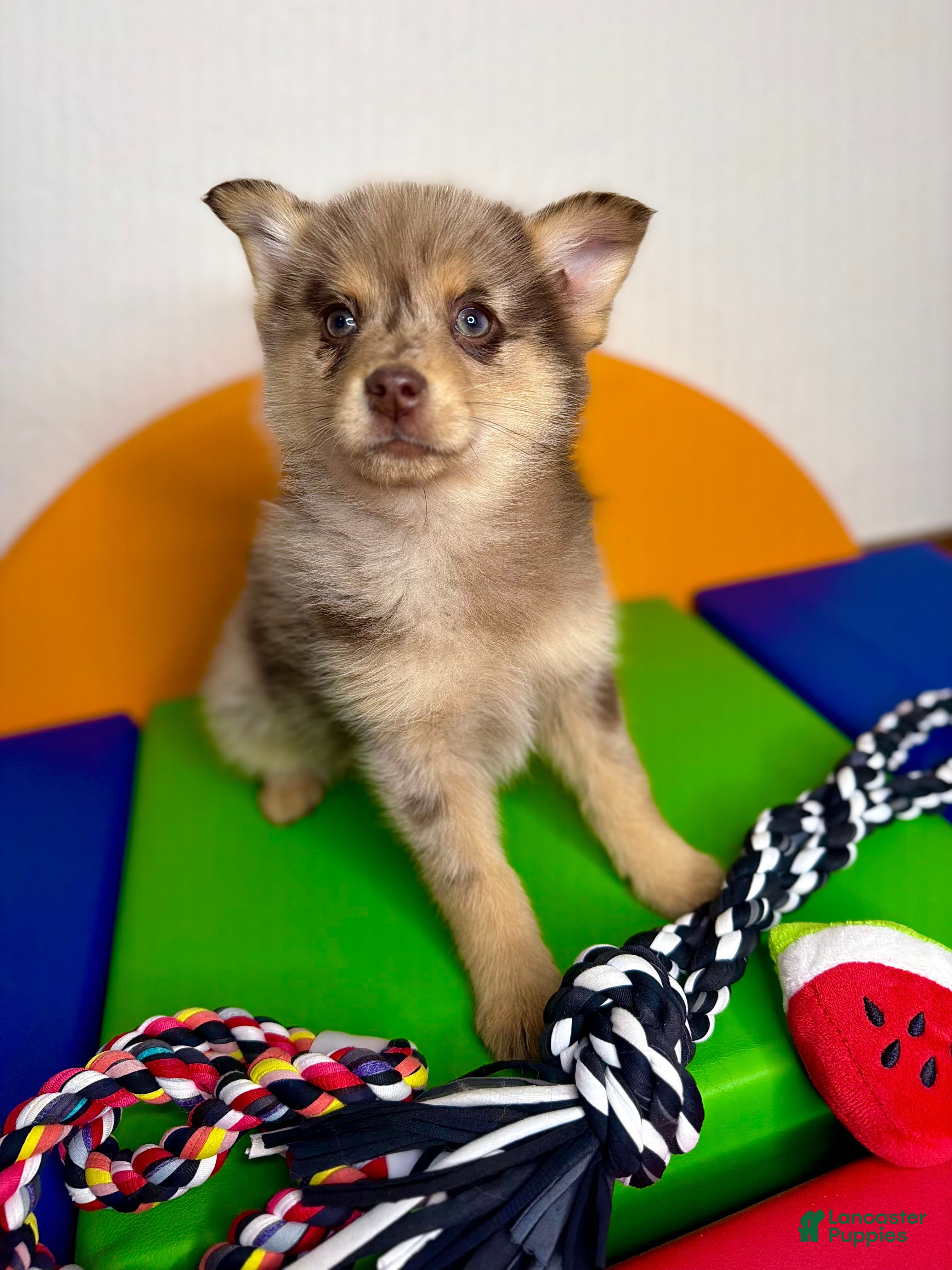 Pomsky dogs Molly - Ad 5