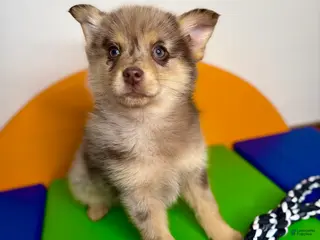 Pomsky dogs Molly - Ad 38