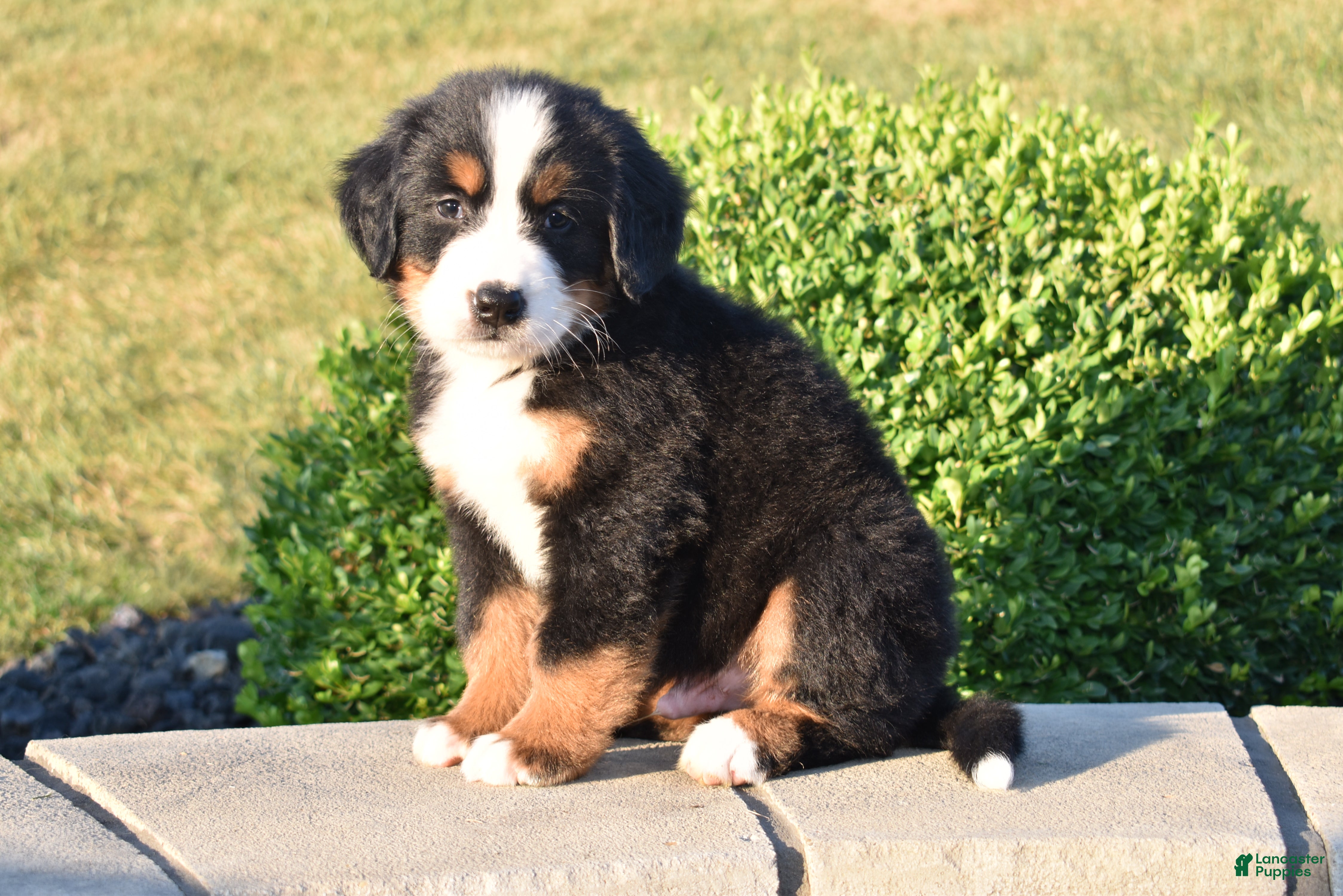 Bernese Mountain Dog dogs Sam - Ad 2