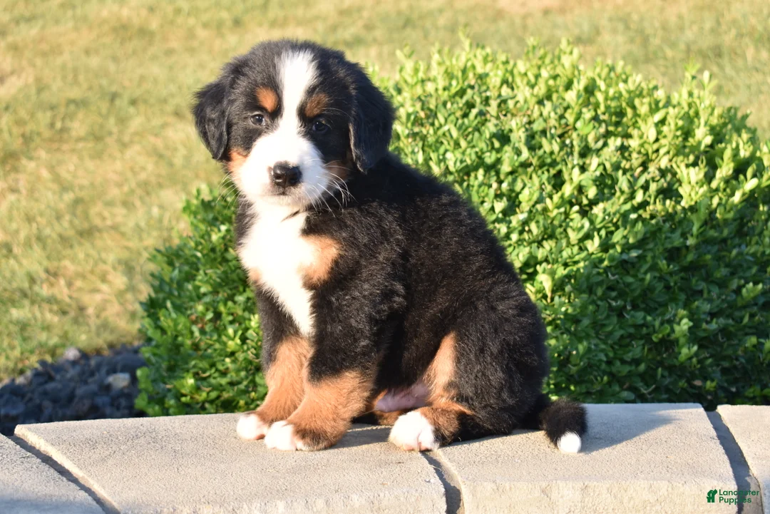 Bernese Mountain Dog dogs for sale: Sam - Ad 2