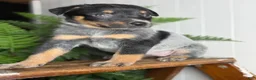 Australian Cattle Dog dogs for sale: Jada 2.0 - Ad 3