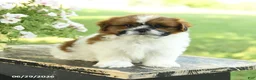 Shih Tzu dogs for sale: Smores - Ad 2