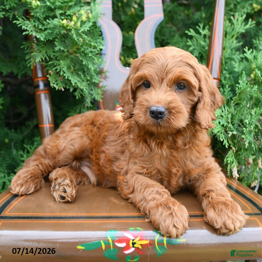 Cockapoo dogs Sirus - Ad 1