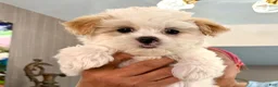 Maltipoo dogs for sale: Maltipoo 1 - Ad 6