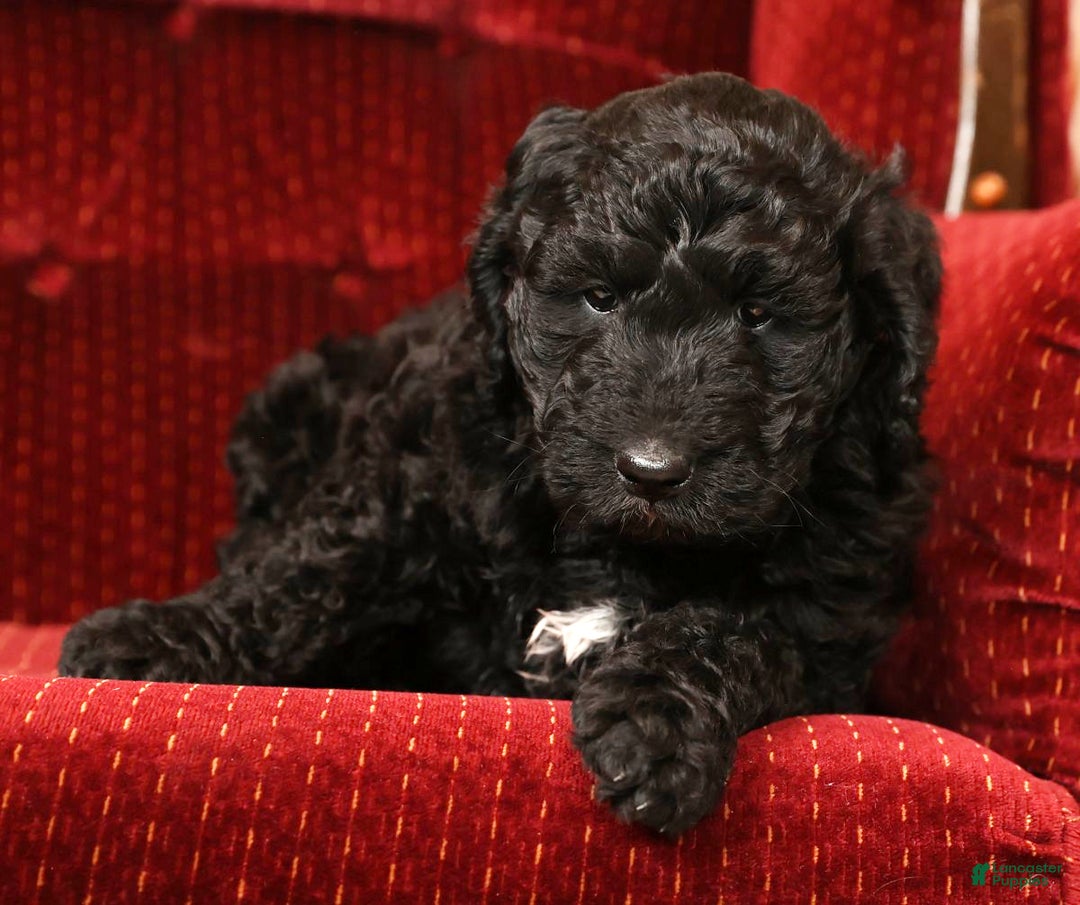 Goldendoodle dogs for sale: Zach - Ad 8