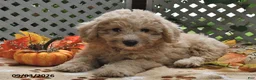 Miniature Poodle dogs for sale: Chewy  - Ad 3