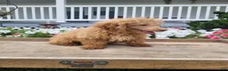 Maltipoo dogs for sale: Leslie - Ad 5
