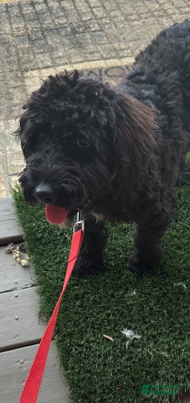 Mixed Breed dogs Georgia - Ad 14