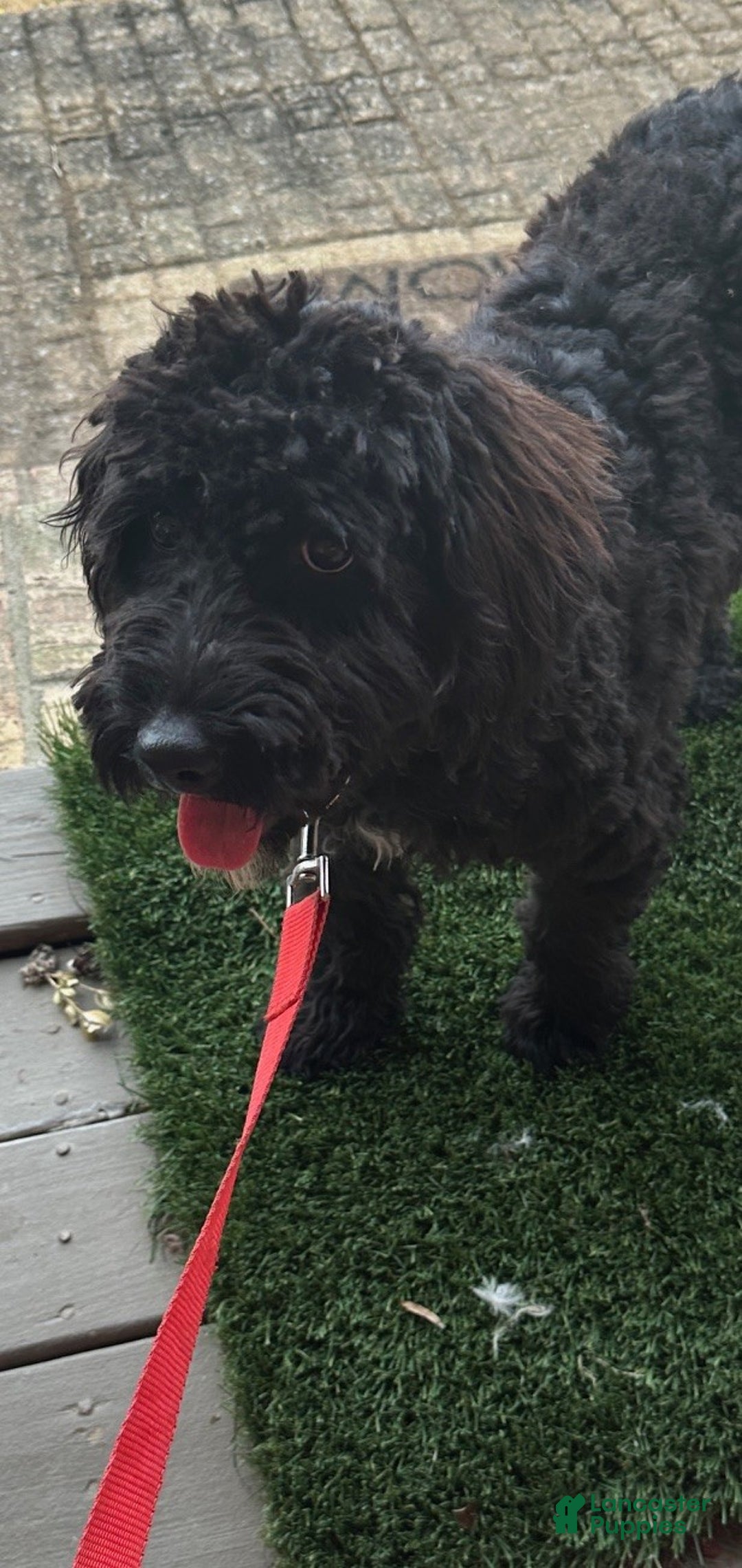 Mixed Breed dogs for sale: Georgia - Ad 1