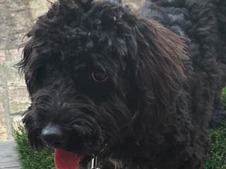 Mixed Breed dogs Georgia - Ad 14