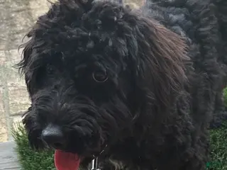 Mixed Breed dogs Georgia - Ad 22