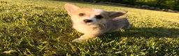Welsh Corgi Pembroke dogs for sale: Mable - Ad 16