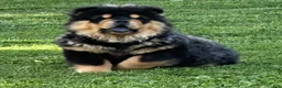 Chow Chow dogs for sale: Teddy  - Ad 4