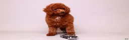 Toy Poodle dogs for sale: Ruby mahogany red toy girl  - Ad 7
