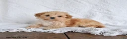 Maltipoo dogs for sale: Peaches - Ad 2