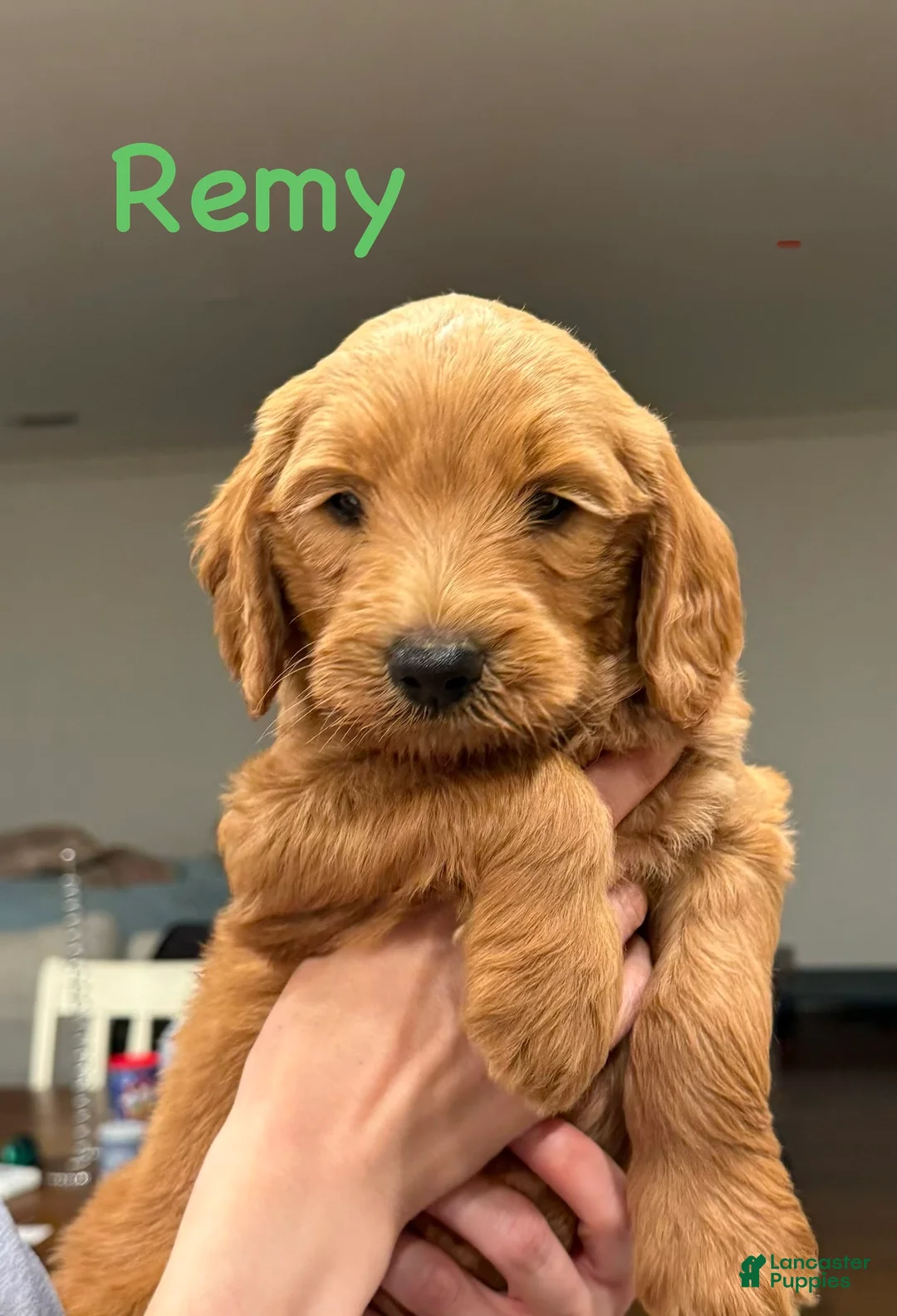Goldendoodle dogs for sale: Goldendoodle Puppy 1 - Ad 1