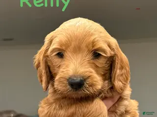 Goldendoodle dogs Goldendoodle Puppy 1 - Ad 29
