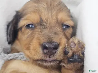 Miniature Dachshund dogs Shell - Ad 9