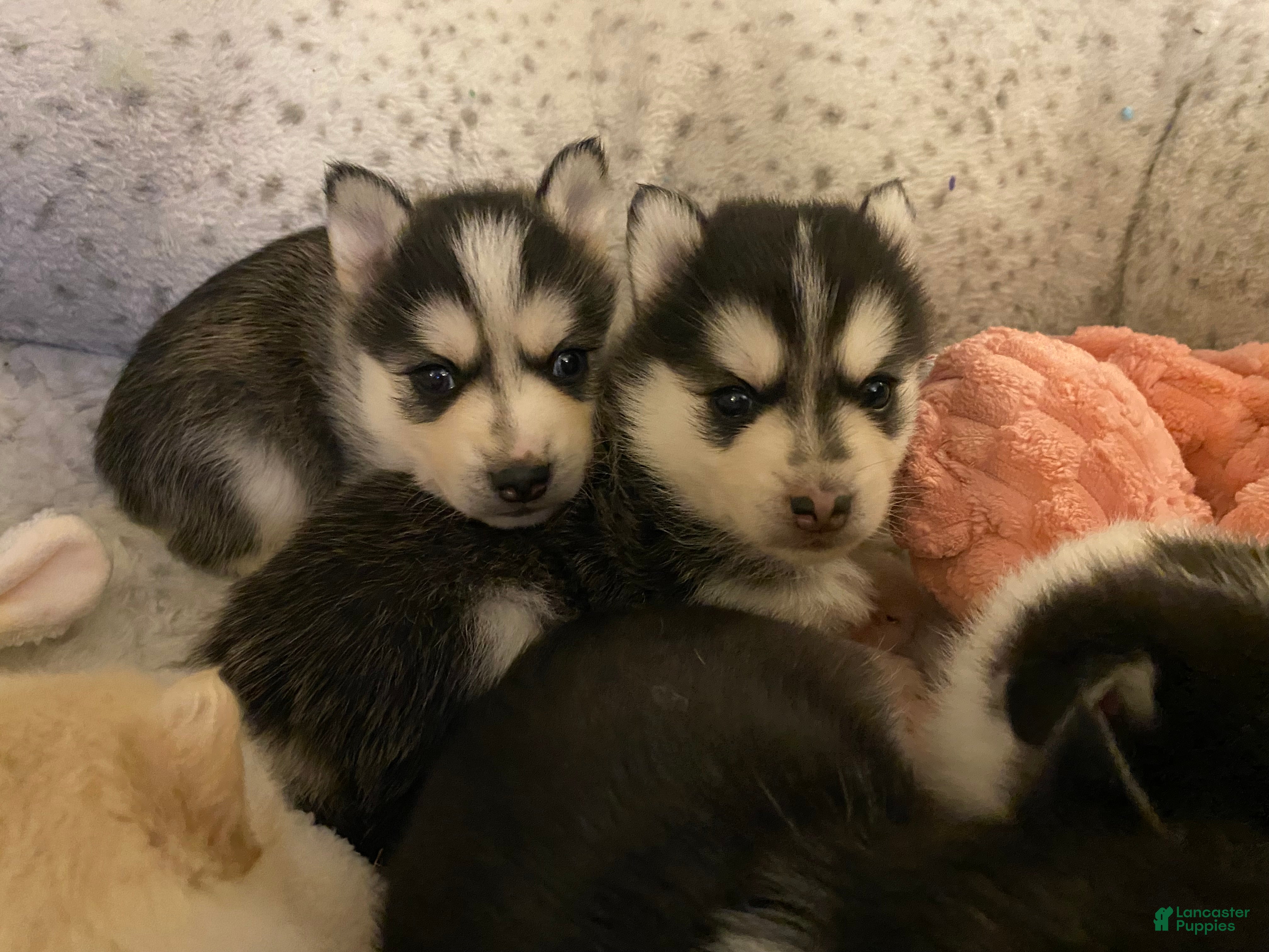 Pomsky dogs Riley - 2 Year Health Contract - Family Loved and raised  - Ad 2