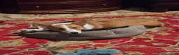 Welsh Corgi Pembroke dogs for sale: Welsh Corgi Pembroke 4 - Ad 3